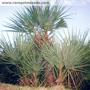 Nannorrhops ritchiana 